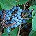 photo Creeping Oregon Grape Seeds (Mahonia repens) Packet of 10 Seeds