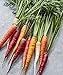 photo Burpee Kaleidoscope Blend Non-GMO Rainbow Carrot Vegetable Planting Home Garden | Five Colors: Red, Orange, Purple, White, and Yellow, 1500 Seeds