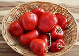 Hot Chili Pfeffer Rocoto Rot - Manzano - Pepper - 10 Samen foto / 1,60 €