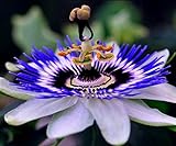 CEMEHA SEEDS - Passionflower Purple Vine Wild Apricot Maypop Indoor Exotic Perennial Flowers for Planting photo / $7.95 ($2.65 / Count)
