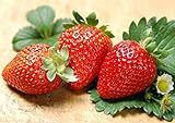 300pcs Giant Strawberry Seeds, Sweet Red Strawberry/Organic Garden Strawberry Fruit Seeds, for Home Garden Planting photo / $9.59 ($0.03 / Count)
