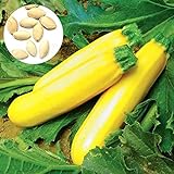 50 semillas de calabacín amarillo unids/bolsa fácil de crecer deliciosas verduras mini jardín decorar su patio Semillas de calabacín foto / 0,83 €