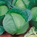 Late Flat Dutch Cabbage Seeds (60+ Seed Package) photo / $6.69