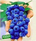 BALDUR Garten Gartenheidelbeeren 'NUI', 1 Pflanze, Blaubeeren Heidelbeeren Pflanz, Vaccinium corymbosum reichtragend foto / 9,95 €