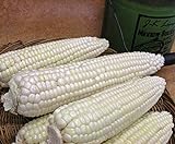 Corn, STOWELL'S Evergreen White Corn, Heirloom,20 Seeds, Delicious White Sweet Corn photo / $1.99