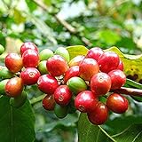 Samen für Pflanzen, 1 Beutel Bohnensamen mehrjährig, natürlich, klein, produktiver Kaffeebaum-Samen für Garten – Kaffeebohnen Samen foto / 2,39 €