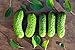 photo Boston Pickling Cucumber Seeds - Non-GMO - 3 Grams