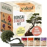 valeaf Bonsai Starter Kit - SUMMER SALE - Züchten Sie Ihren eigenen Bonsai Baum - Anzuchtset inkl. 4 Sorten Bonsai Samen & Zubehör - für Anfänger - das ideale Geschenk zum Baum pflanzen foto / 14,99 €