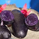 100 schwarz gehäutete lila Fleisch kartoffel samen hohe Keimrate leicht zu wachsen einfach zu handhaben Garten leckere Gemüse pflanzen für den Garten Hausbau Kartoffelsamen Einheitsgröße foto / 0,01 €