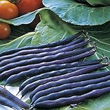 Purple Queen Bush Bean Seeds - 50 Count Seed Pack - Upright, Compact, and Bushy, This Variety is Easy to Grow and Pick. - Country Creek LLC photo / $3.29