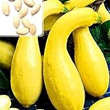 Kürbiskerne, 25Pcs / Beutel Kürbis-Samen Essbare fettarme Bananenform Melone Natürliche Seed Cuaurbit Samen für die Landwirtschaft foto / 0,01 €