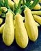 foto Zucchini Early Prolific Straightneck - Kürbis - 20 Samen