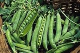 Green Arrow Pea Seeds - 50 Count Seed Pack - Non-GMO - A shelling Pea Variety That is Very Easy to Grow and thrives in Cold Weather. Excellent for Canning or Freezing. - Country Creek LLC photo / $2.99