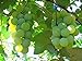 photo MOCCUROD 50pcs/Bag Green Grape Seeds Fruit Vine Vitis Vinifera Seeds