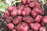 Simply Seed - 5 LB - Red Pontiac Potato Seed - Non GMO - Naturally Grown - Order Now for Spring Planting photo / $17.99
