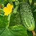 photo Bush Pickle Cucumber Garden Seeds - 3 g Packet ~100 Seeds - Non-GMO, Heirloom, Pickling, Vegetable Gardening Seed