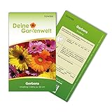 Gerbera Single Mix Samen - Gerbera - Gerberasamen - Blumensamen - Saatgut für 8 Pflanzen foto / 1,99 € (0,25 € / stück)