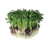 Speckled Pea Sprouting Seeds - 5 Lbs - Certified Organic, Non-GMO Green Pea Sprout Seeds - Sprouts & Microgreens photo / $23.46