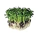 photo Speckled Pea Sprouting Seeds - 5 Lbs - Certified Organic, Non-GMO Green Pea Sprout Seeds - Sprouts & Microgreens