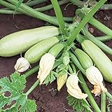 Bianca di Trieste Zucchini Samen für ca. 10 Pflanzen - helle Früchte, ertragreich foto / 1,69 € (0,17 € / stück)