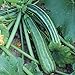foto Striato d`Italia Zucchini Samen für ca. 10 Pflanzen - gestreifte Früchte, guter Ertrag