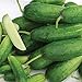 photo Organic-Double Yield Cucumber Seeds (40 Seed Pack)