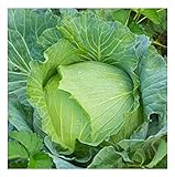 David's Garden Seeds Cabbage Early Jersey Wakefield 6632 (Green) 50 Non-GMO, Heirloom Seeds photo / $4.45