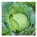 photo David's Garden Seeds Cabbage Early Jersey Wakefield 6632 (Green) 50 Non-GMO, Heirloom Seeds