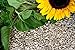 foto Futterbauer 25 kg Sonnenblumenkerne geschält