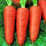 Oce180anYLVUK Karottensamen, 30 Stück Beutel Karottensamen Prolifics Einfach Zu Pflanzen Gute Ernte Gartensämlinge Für Den Garten Karotte foto / 2,23 €