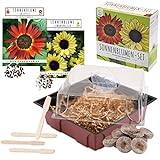 Set de cultivo de girasoles - juego de plantación de mini-invernadero, semillas y tierra - idea de regalo (Eclipse + Amarillo lima) foto / 15,90 €