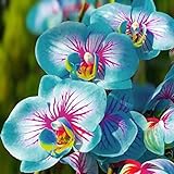TOYHEART 100 Stück Premium-Blumensamen, Phalaenopsis-Samen Aromatische Cymbidium-Pflanzen Mehrjährige Orchideen-Blumensämlinge Für Das Amt Blau foto / 2,07 € (0,02 € / stück)
