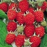 Jumbo Red Raspberry Bush Seeds! SWEET! COMBINED S/H! See Our Store! photo / $9.69