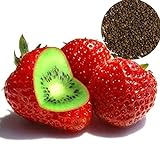 FeiyanfyQ 500Pcs Seltene Erdbeer-Kiwi-Samen Süße Frucht Yard Bonsai Garten Balkonpflanze - Kiwi-Erdbeer-Samen foto / 4,80 € (4,80 € / count)