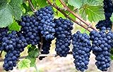 Grape Seeds for Planting-50 Seeds photo / $6.99