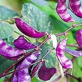 Outsidepride Purple Hyacinth Bean Red Leaved Plant Vine Seed - 100 Seeds photo / $6.49 ($0.06 / Count)