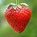 foto Erdbeeren Ampel Erdbeeren Samen
