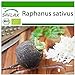 foto SAFLAX - Ecológico - Rábano - Español Negro - 100 semillas - Con sustrato estéril para cultivo - Raphanus sativus