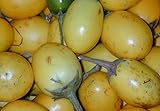 5 Samen Solanum ferox - Aubergine de Siam, essbare Früchte foto / 2,00 €