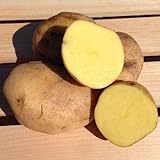 Yukon Gold Potato Seed/ Tubers,Yellow-flesh standard.(5 Lb) photo / $22.95 ($0.29 / Ounce)