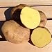 photo Yukon Gold Potato Seed/ Tubers,Yellow-flesh standard.(5 Lb)