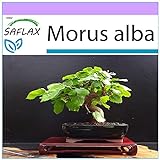 SAFLAX - Morera blanca - 200 semillas - Morus alba foto / 3,95 €