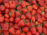 Erdbeeren 1500+ Samen *Großfruchtig/Süß/Wohlschmeckend* -Super Ertrag und Winterhart- foto / 12,99 €