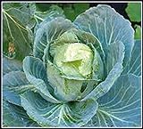 50+ Cabbage- Copenhagen Market Seeds, Heirloom, Non GMO Seed Tasty Healthy Veggie photo / $2.29 ($0.05 / Count)