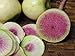 photo 250+ Radish Seeds- Watermelon- Heirloom Variety by Ohio Heirloom Seeds