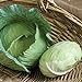 photo David's Garden Seeds Cabbage Tendersweet 9983 (Green) 50 Non-GMO, Hybrid Seeds