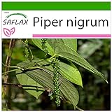 SAFLAX - Kräuter - Echter Pfeffer - 20 Samen - Mit keimfreiem Anzuchtsubstrat - Piper nigrum foto / 4,45 €
