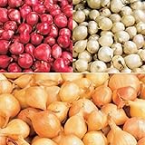 Red,Yellow,White or Mix Onion Sets (40 bulbs) Garden Vegetable(Red) photo / $5.35