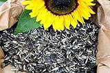 Futterbauer 10 Kg gestreifte Sonnenblumenkerne foto / 18,99 € (1,90 € / kg)