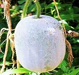 MOCCUROD 25Pcs Wax Gourd Seeds Hair Skin Gourd Seeds Fuzzy Melon Vegetable Seeds photo / $7.99 ($0.32 / Count)